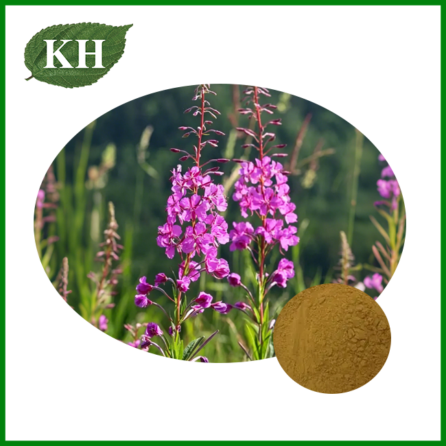 Epilobium Angustifolium Extract